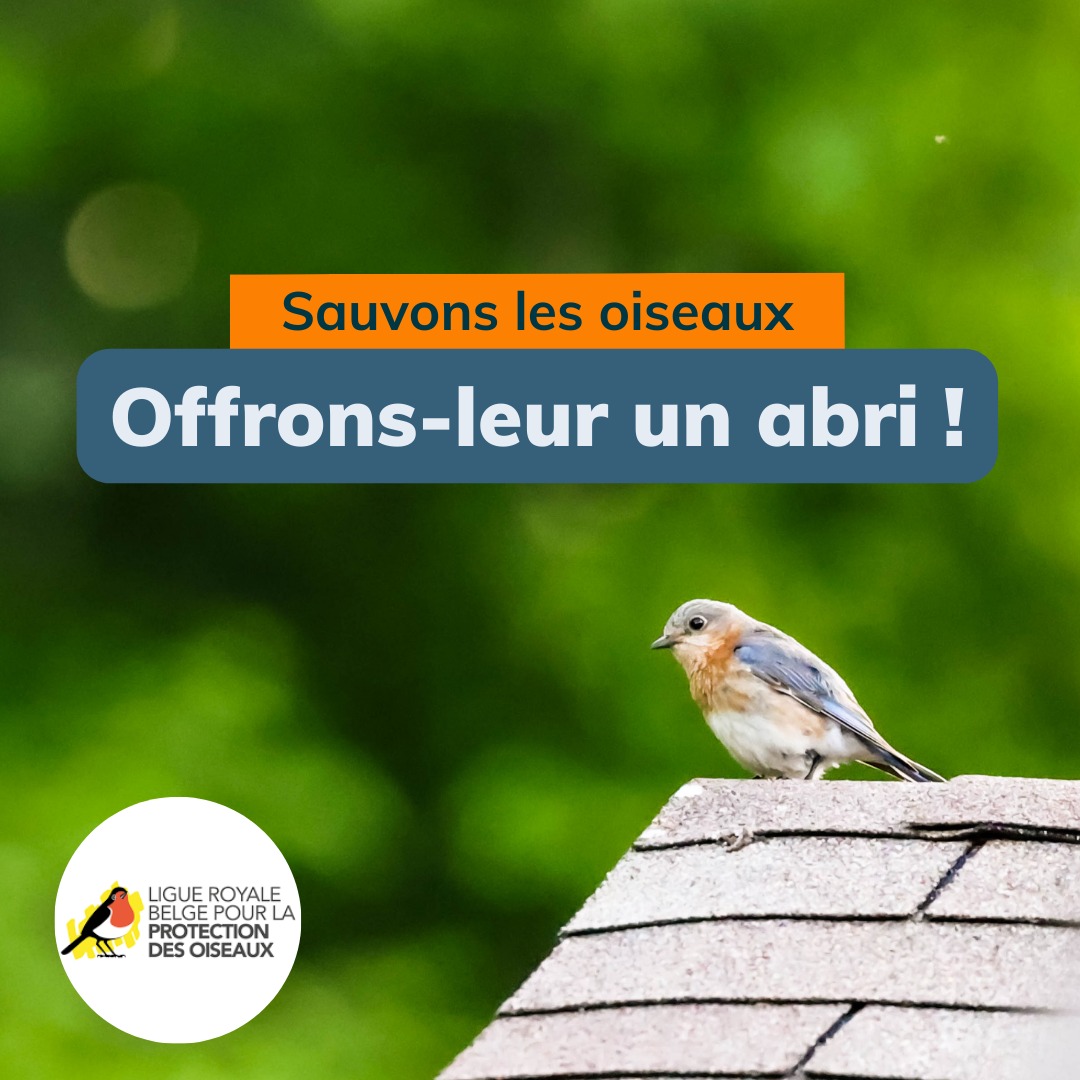 Notre campagne continue jusqu'au 15 mai !
 
Prenez part à cette belle action et aidez nous à offrir de jolis refuges à nos petits amis à plumes 🐦💙
 
Toutes les infos en bio 🔝
 
#JourneeDeLaTerre #EarthDay #Biodiversite #AgirPourLaNature #Conservation #SauvonsLesOiseaux #NichoirsUrbains #VilleVivante #BeautifulPlanet #LesAubergesDeJeunesse #Wallonie #Bruxelles #Belgique #Belgium